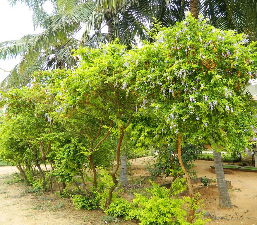 Stella Maris B&B Kanyakumari Exterior foto